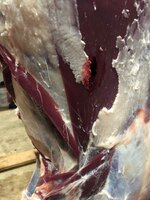 IMG_0399.jpeg
