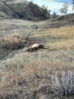 IMG_2435.jpeg