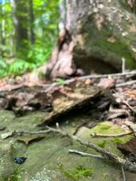 IMG_5202.jpeg