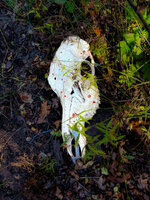 IMG_9876.jpeg
