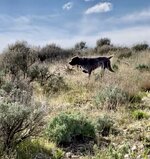IMG_6099.jpeg