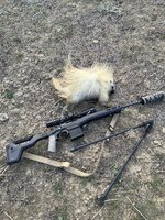 Porcupine.jpeg Porcupine.jpeg