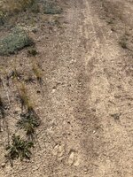 IMG_6667.jpeg