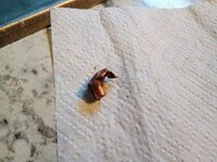 IMG_20250904_183355847_AE.jpg