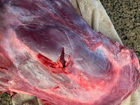 IMG_3509.jpeg