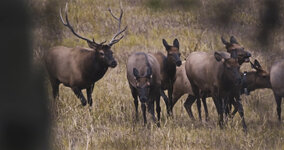 Herd Bull screengrab.jpg