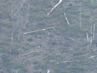 IMG_0425.jpeg