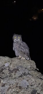 IMG_5332.jpeg
