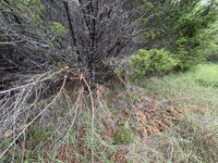IMG_0219.jpg