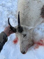 IMG_2146.jpeg