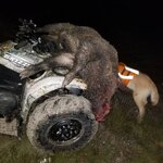 hog3.jpg