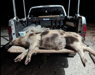 hog1.jpg