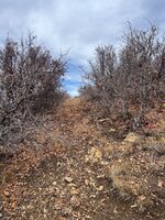 IMG_8583.jpeg