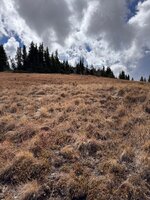IMG_9533.jpeg