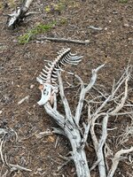 IMG_2634.jpeg
