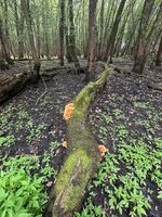 IMG_8149.jpeg