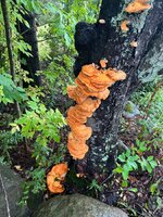 IMG_8131.jpeg