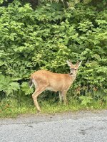 IMG_8277.jpeg