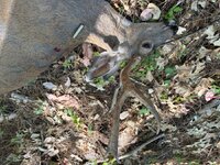 IMG_0215.jpeg