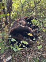 IMG_2788.jpeg
