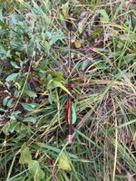 IMG_7081.jpeg