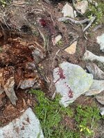 IMG_7085.jpeg