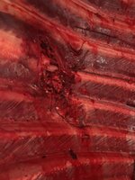IMG_2713.jpeg