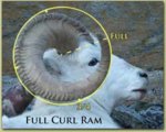 legal_full_curl_ram.jpg