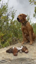 IMG_5463.jpeg