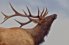 bull_sept15.jpg