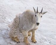 goat_snowpack_resized.jpg