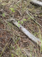 IMG_3138.jpeg