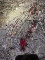 IMG_3002.jpeg