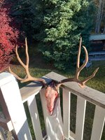 IMG_4309.jpeg