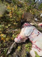 IMG_1399.jpeg