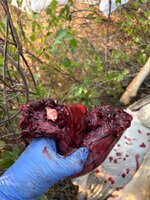 IMG_0522.jpeg