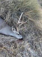 IMG_6126.jpeg