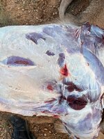 IMG_1468.jpeg