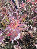 IMG_4578.jpeg