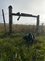 IMG_2219.jpeg