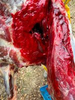 IMG_3789.jpeg