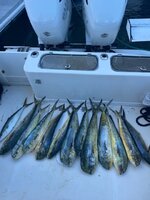 IMG_1541.jpeg