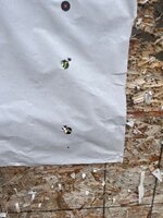 IMG_5566.jpeg