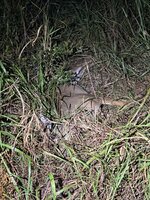 IMG_5241.jpeg