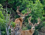 BooksBuck.jpg