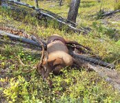 elk2.jpg elk2.jpg