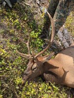 elk3.jpg elk3.jpg