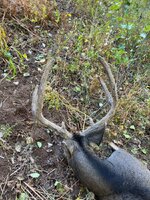 IMG_2564.jpeg