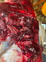 IMG_8999.jpeg