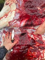 IMG_0870.jpeg